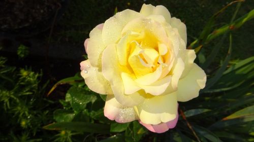 rose rose yellow yellow rose
