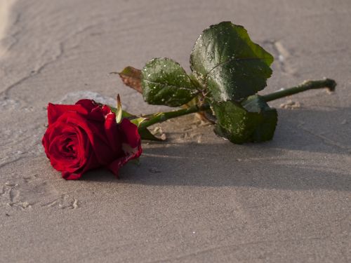 rose sand flower