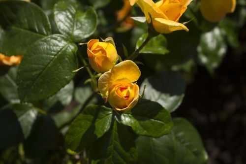 rose nature yellow rose