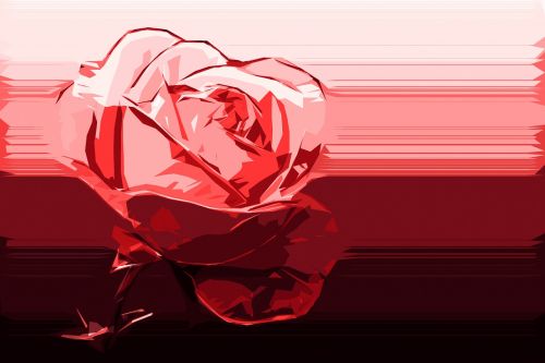 rose flower burgundy