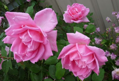 rose perfumed tall