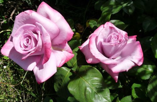 rose mauve perfumed