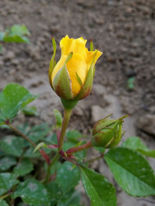 rose summer macro