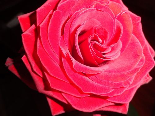 rose flower rose petals