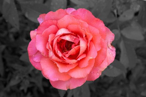 rose close blossom
