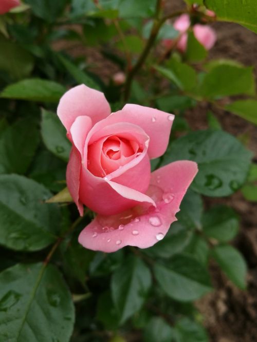 rose macro bud