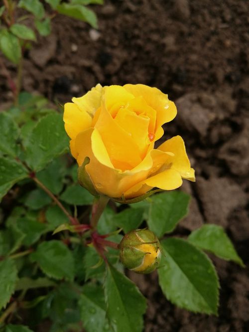 rose yellow rose flowers