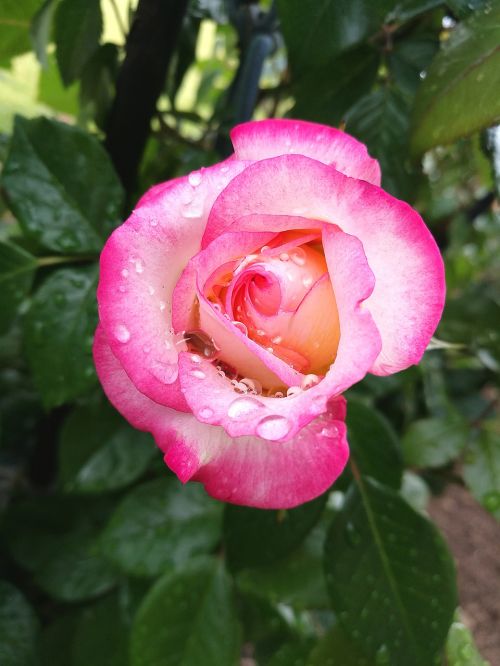 rose water raindrops