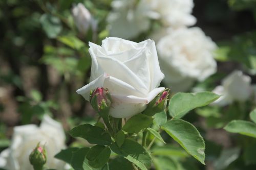 rose white rose bloom