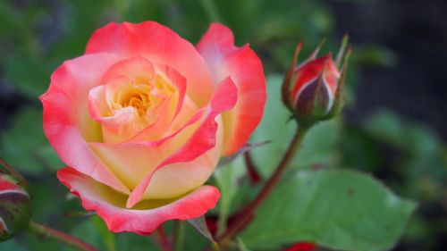 rose flower blooms