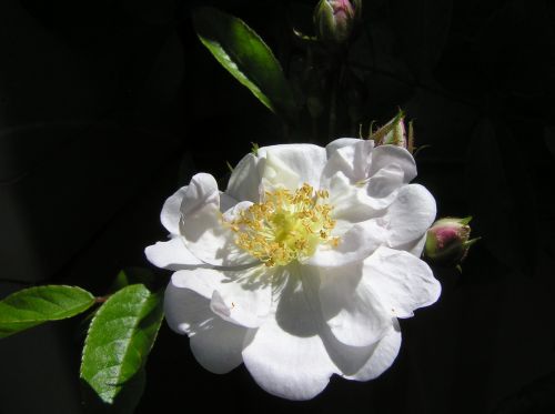 rose single white