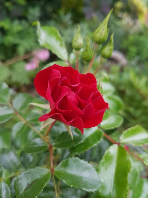 rose red rose flowers