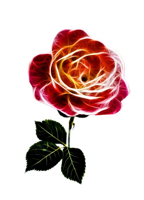 rose fiery love