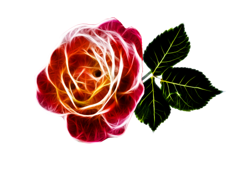 rose fiery love