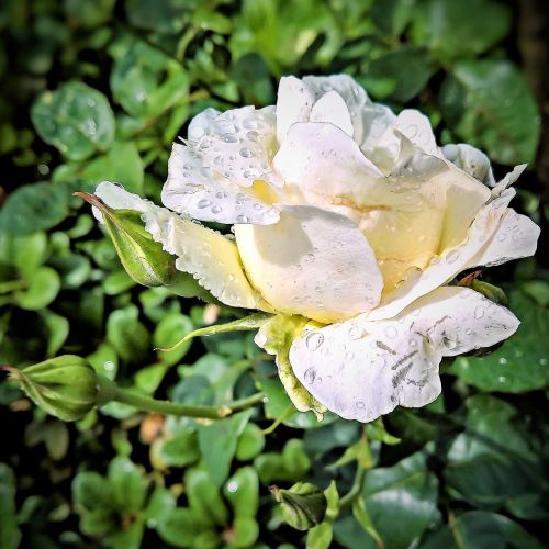 rose floribunda white