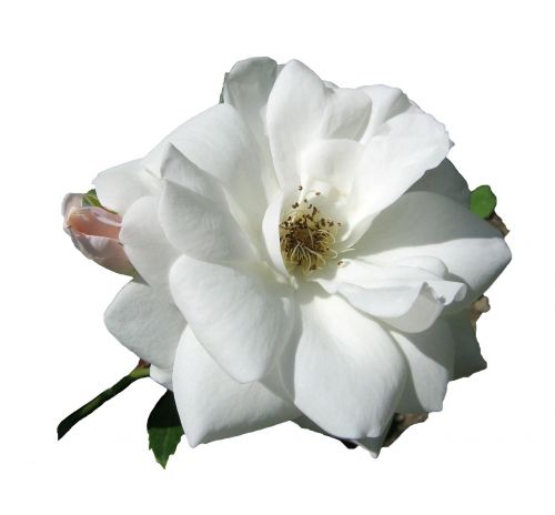 rose white blossom