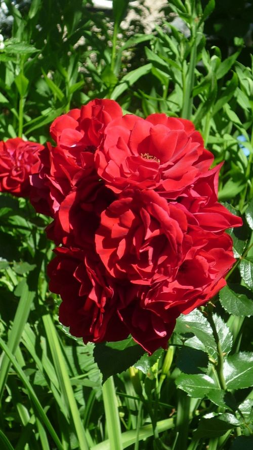 rose german garden flower red