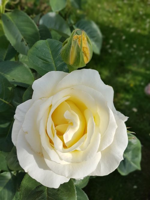 rose white rose flowers