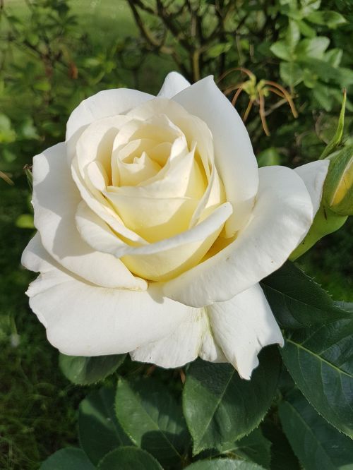 rose white rose flowers