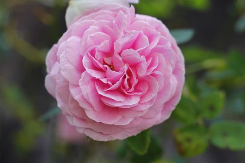 rose nature pink