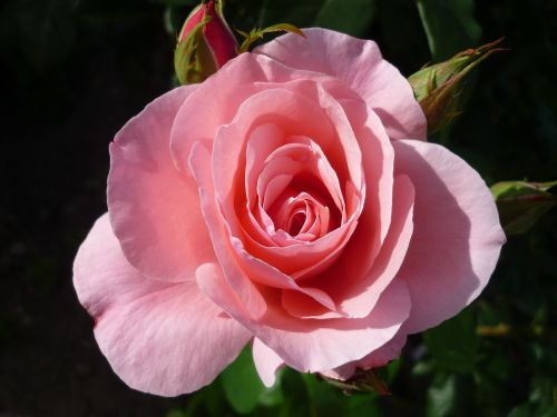 rose german flower bush