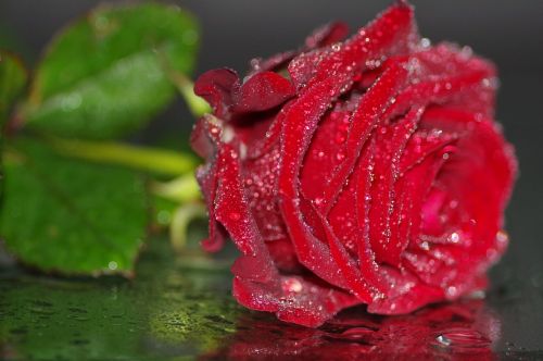 rose red rose blooms
