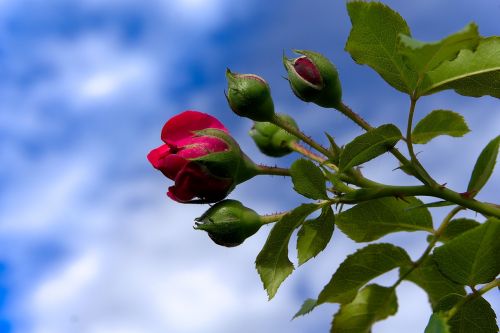 rose bud blossom