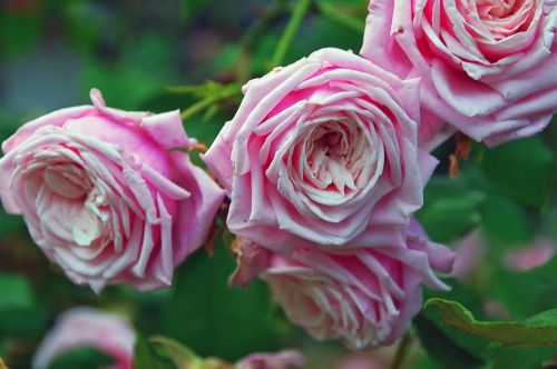 rose flowers virágszírmok