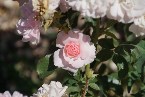 rose bonica rosaceae