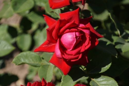 rose burgundy 81 rosaceae