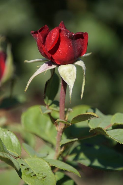 rose burgundy 81 rosaceae