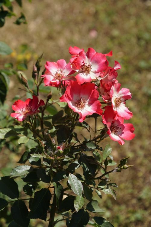 rose cherry meidiland rosaceae