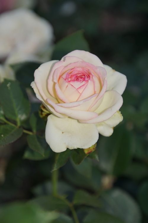 rose eden rosaceae