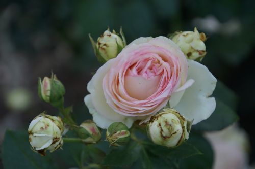 rose eden rosaceae