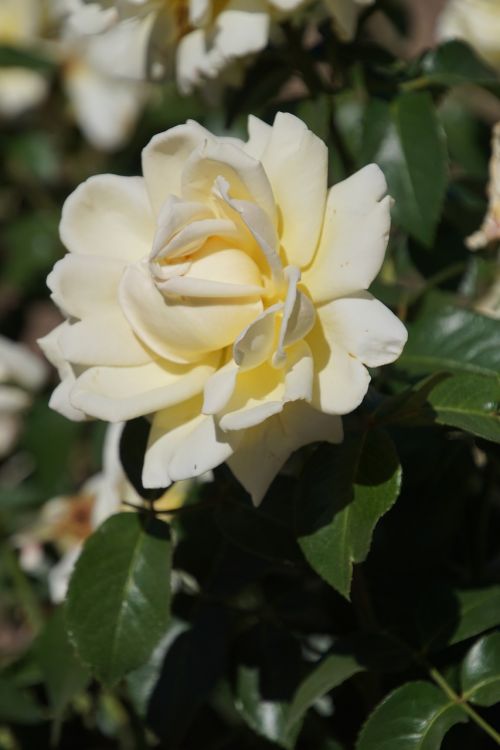 rose queen of roses rosaceae