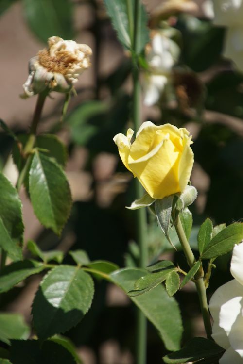 rose queen of roses rosaceae