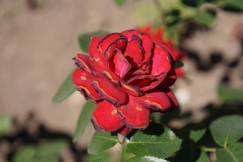 rose samba rosaceae