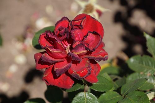 rose samba rosaceae