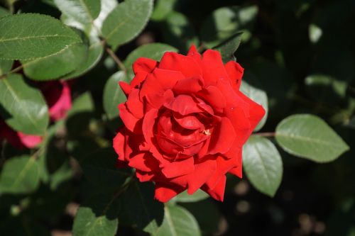 rose samba rosaceae