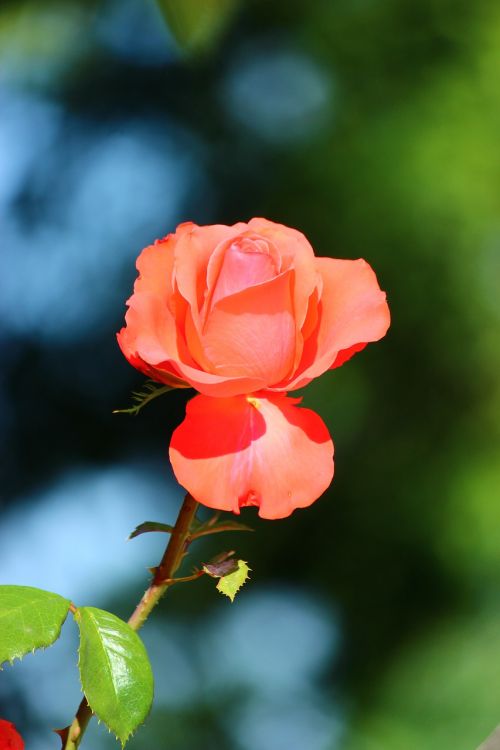 rose garcia konya