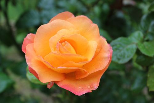 rose amber queen fragrance