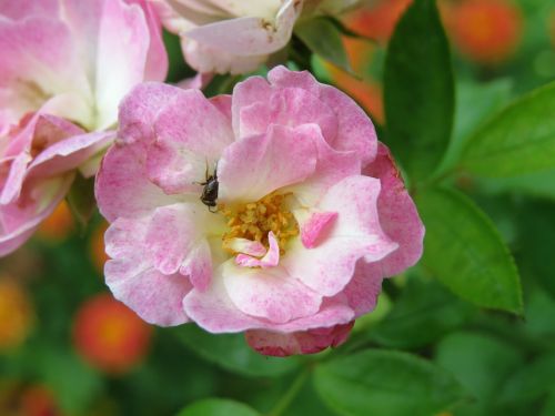 rose pink bloom