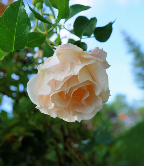 rose white tender