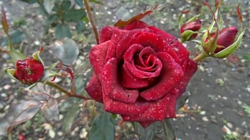 rose bud beautiful flower