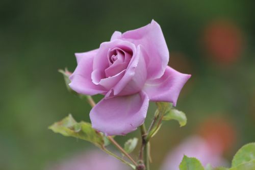 rose flowers nature