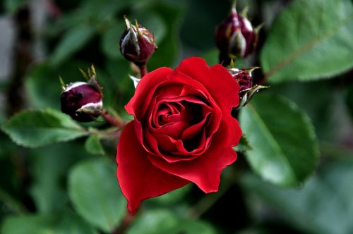 rose macro red