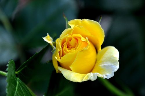 rose yellow macro