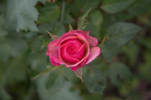 rose flower rose flower