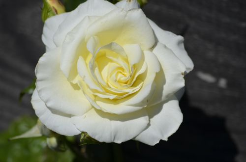 rose white rose blossom
