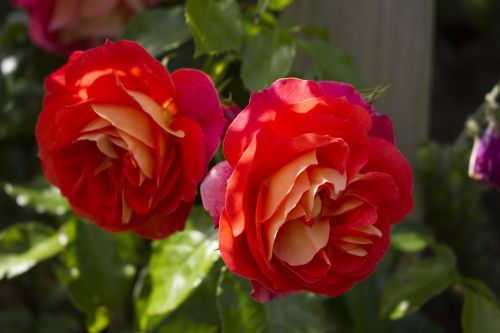 rose flower garden